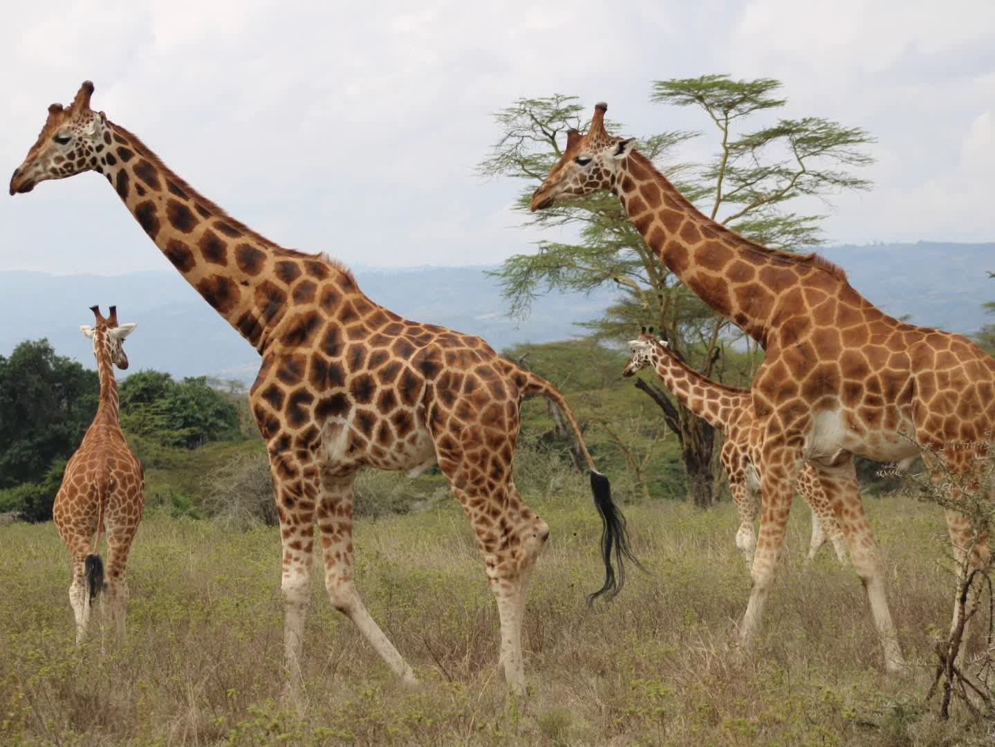 Iten Gallery